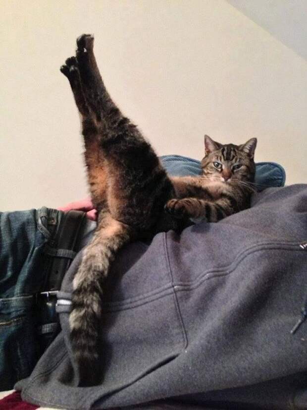 Животные, которые очень любят позировать