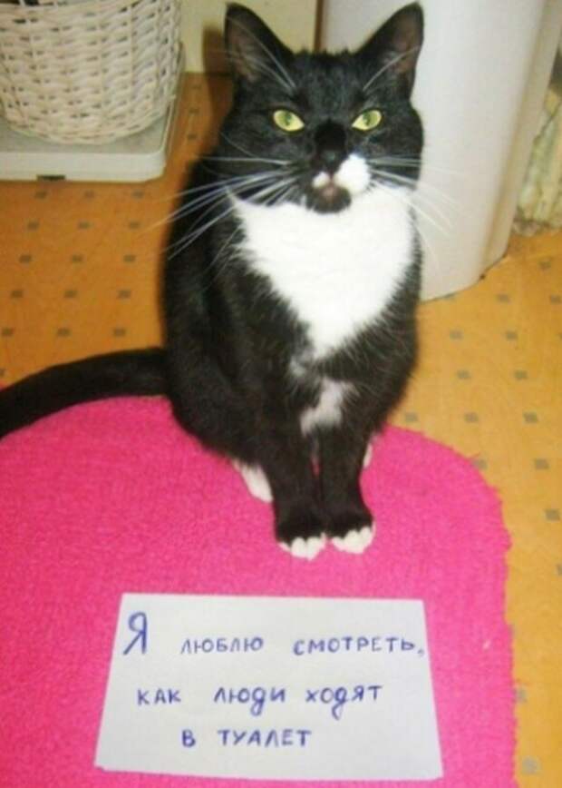 Пользователи рассказали, в чем провинились их коты