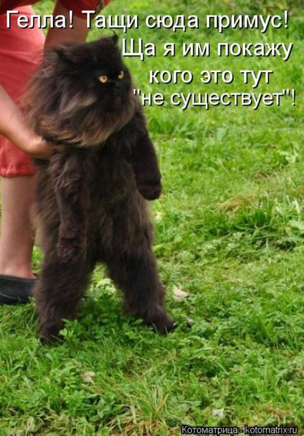 Котоматрицы(картинки с надписями)