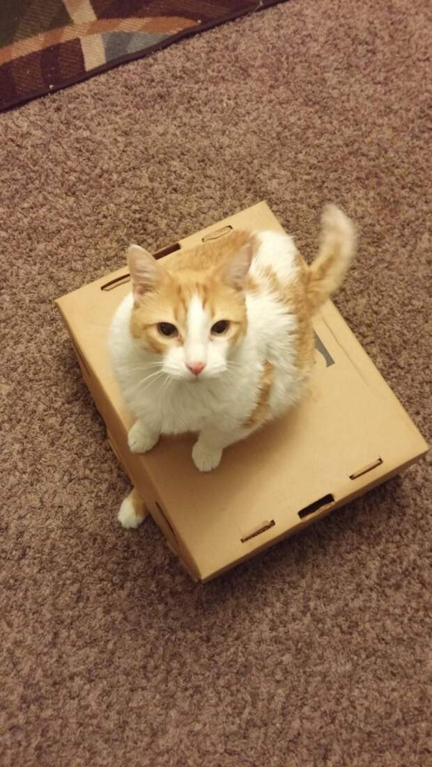 кот на коробке