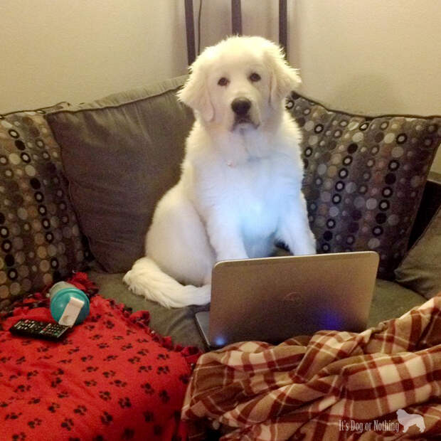 Great Pyrenees Puppy