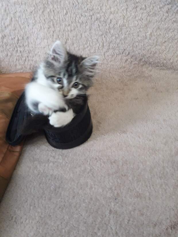 котенок с серой мордочкой