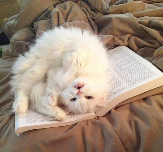 кошка мешает читать