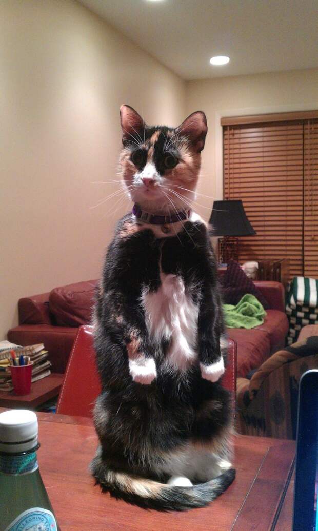 коты, которым нравится стоять