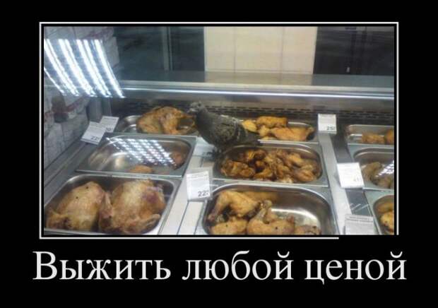 Демотиваторы бревно, демотиваторы, юмор