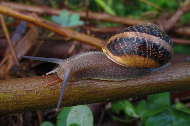 Кефирная ловушка: простой способ избавиться от слизней