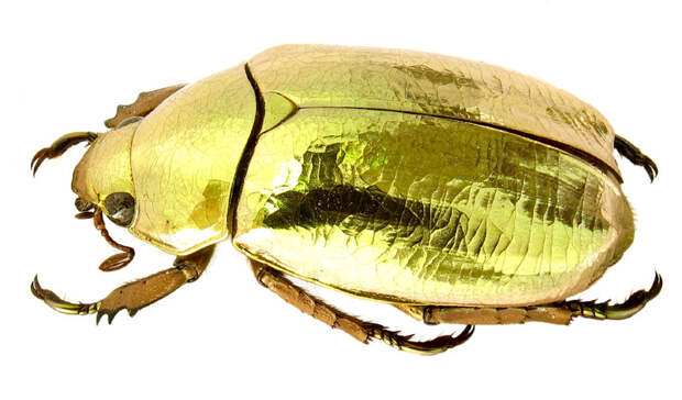 1. Золотой жук (Chrysina Resplendens). животные, золото, природа, факты