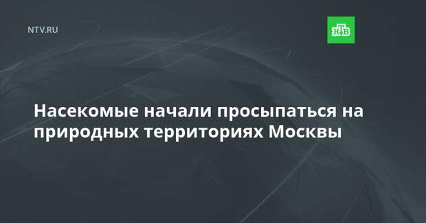 Насекомые начали просыпаться на природных территориях Москвы