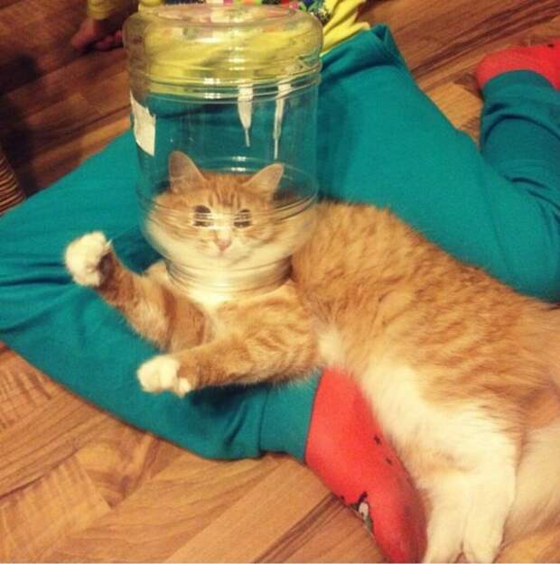 Субботний котопост коты, кошки, приколы с котами., смешные коты