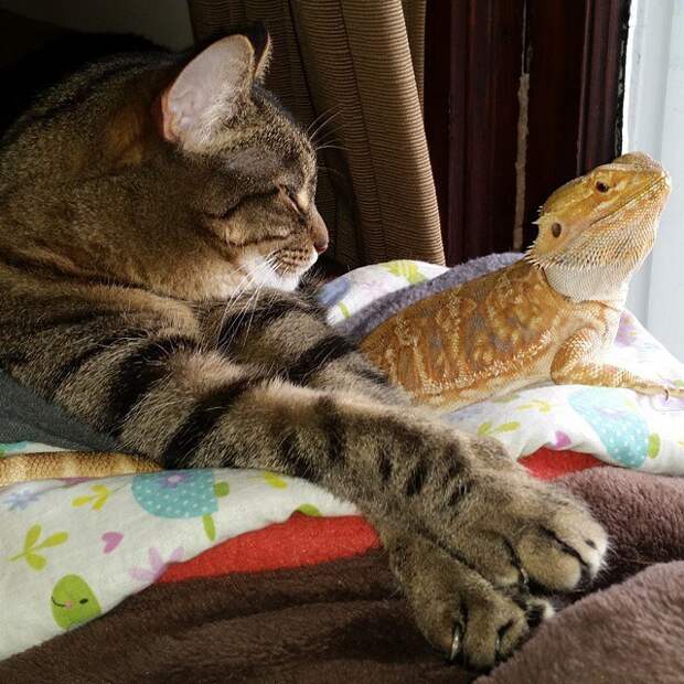 дружба кота и ящерицы