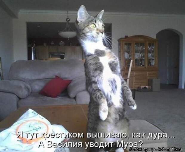 Новая котоматрица на Бугаге (39 фото)