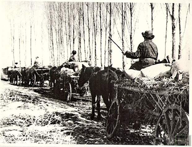 «К 1936–1937 году голодали уже и деревни, и города»