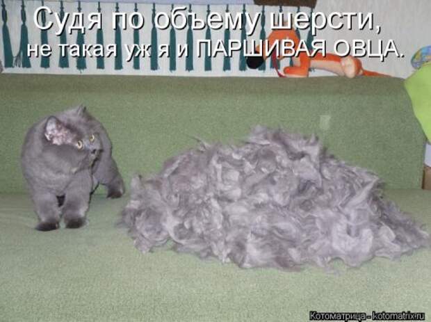 Котоматрица на Бугаге (37 фото)