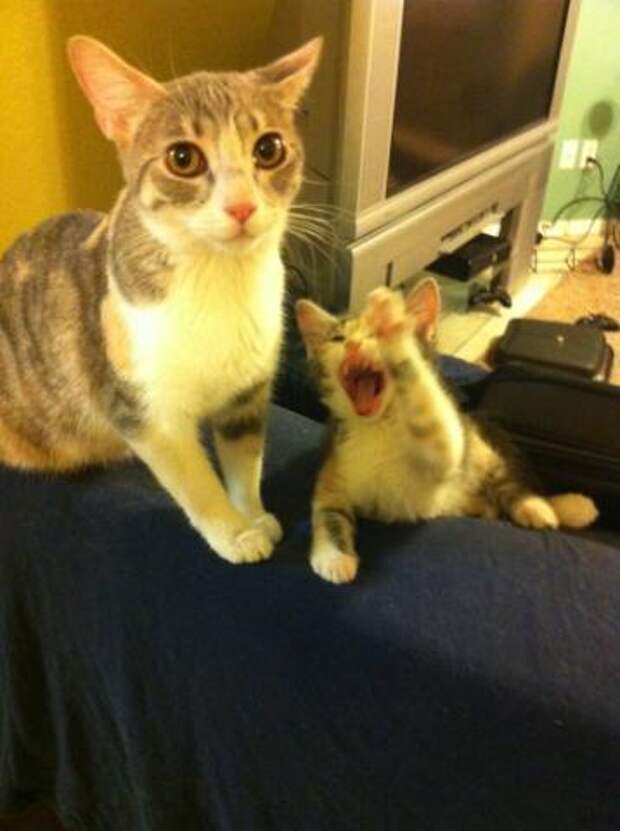 кошка и котенок