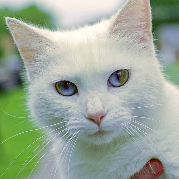 Целая Вселенная в глазах кошки гетерохромия, глаза, кот
