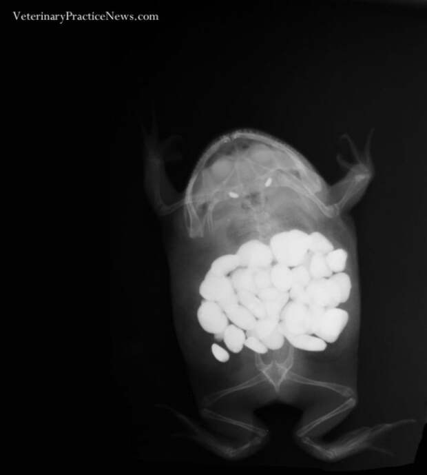 Рентгеновские снимки собак,собаки съели вещи, вещи найденные внутри собак