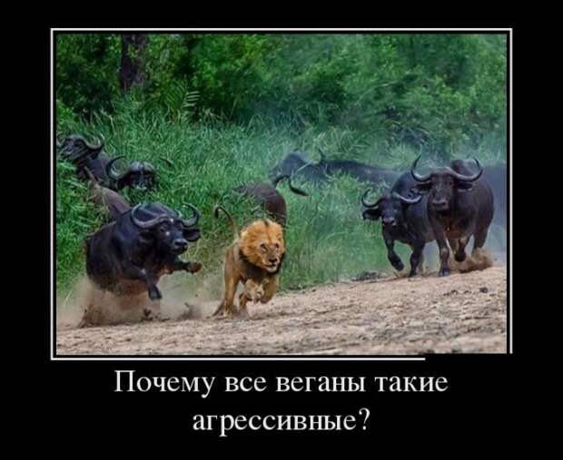 Демотиваторы (30 фото) Демотиваторы (30 фото)