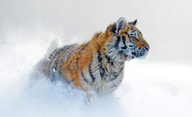 Суточная норма амурского тигра составляет 9–10 кг мяса, или 50–70 оленей ежегодно