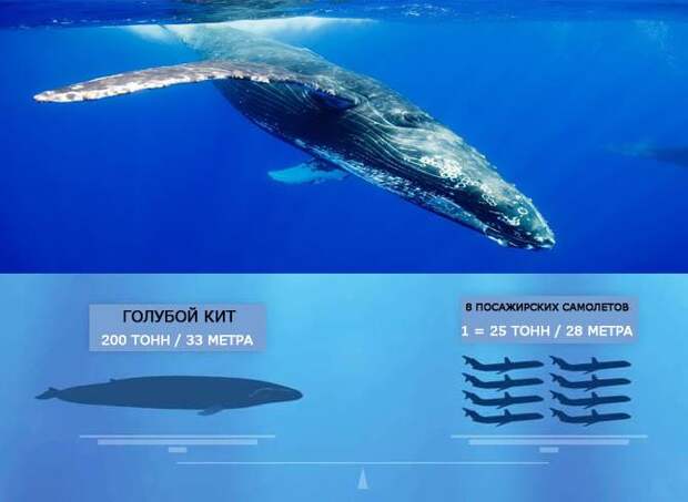 Самое длинное млекопитающее - Голубой кит - интересные факты о млекопитающих