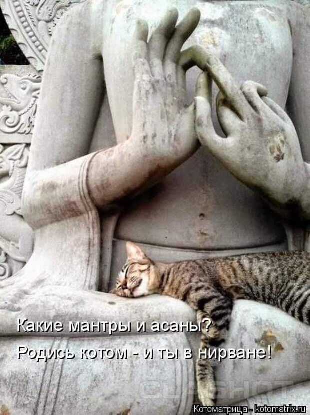 Лучшие котоматрицы недели