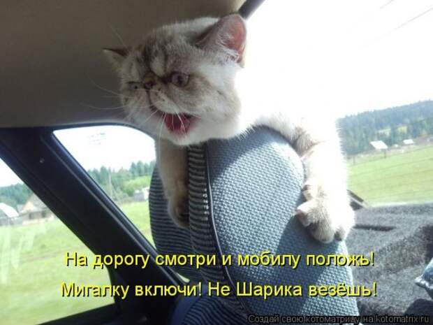 Лучшие котоматрицы недели