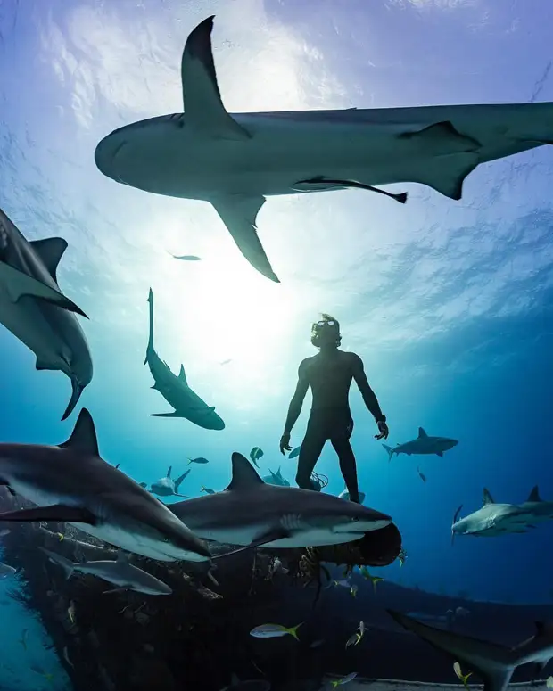 Андре Масгроув (André Musgrove) и его невероятные подводные снимки