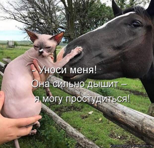 Новая и прикольная котоматрица на 22 сентября (29 фото)