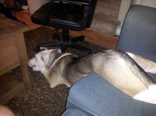21 собака, знающая, как поудобнее устроиться на диване