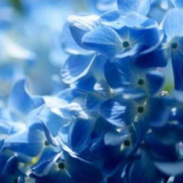 Гортензия крупнолистная (Hydrangea macrophylla)