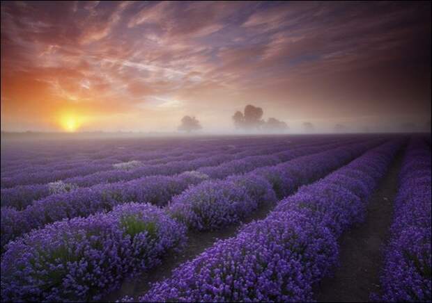 Лавандовые поля под голубым небом Франции. Лавандовые поля под голубым небом Франции.