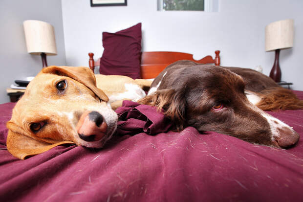 1/3 всех владельцев животных позволяют свои любимцам спать на хозяйской кровати. (TheGiantVermin)