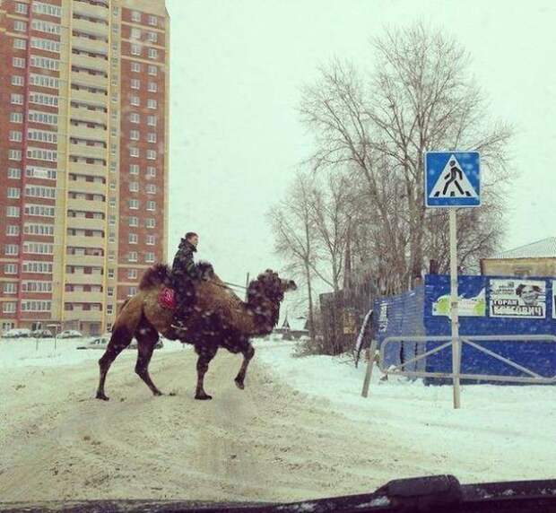 Тем временем в России фото, юмор