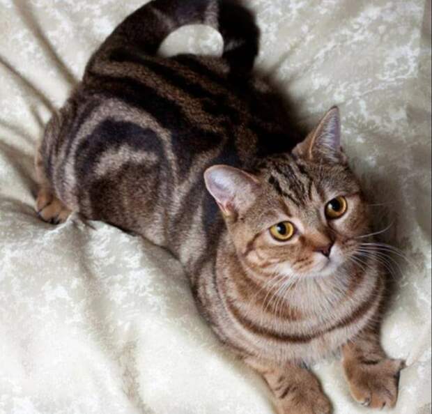 Покупала им корм, а сама ела семечки: 7 породистых кошек остались без дома – хозяйку увезли с астмой