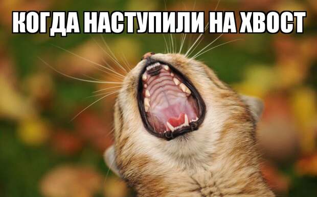 Комментарии в картинках! коменты, прикол, юмор