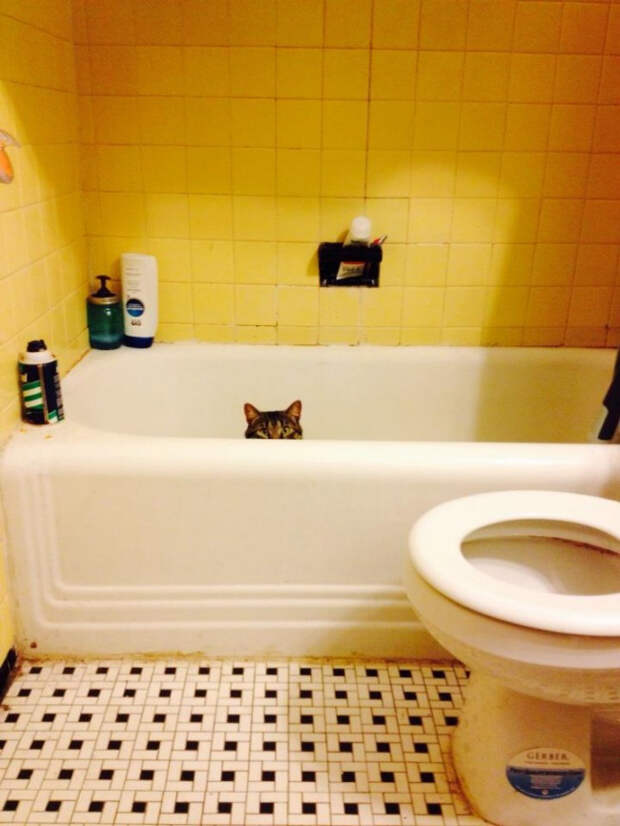 кошки которые думают что они хорошо спрятались 