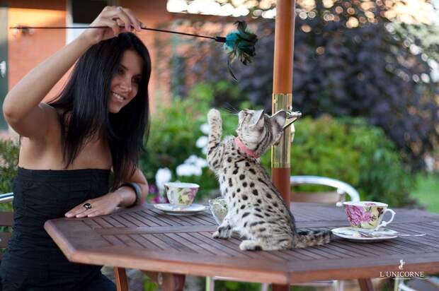 Кошка породы саванна. Фото