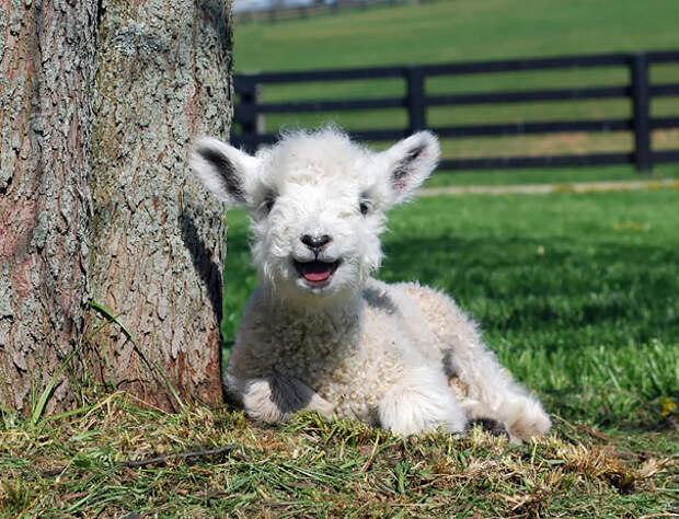 animales-con-sonrisa-16