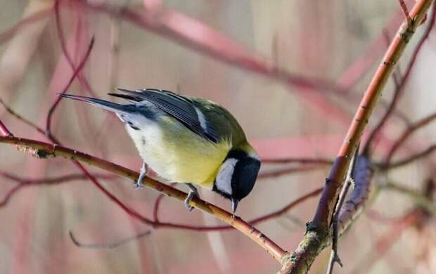 До +5 градусов и без осадков. Какая погода придёт в Петербург 8 марта