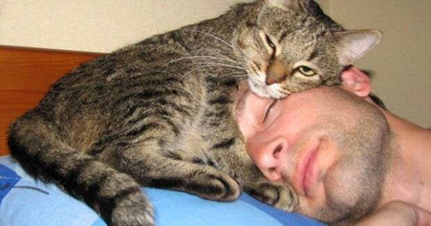 Теория третья, сентиментальная коты, сон, хозяева котов