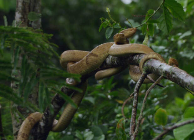 Закрытый остров в Бразилии, где обитают исключительно змеи.