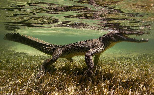 underwater-animal-photography-by-jorge-cervera-hauser-4