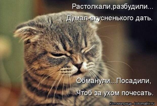 Новая котоматрица для всех (33 фото)