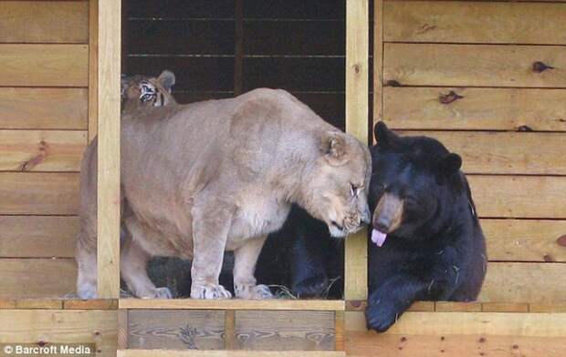 Лев Лео, тигр Шер-Хан и медведь Балу дружба, животные, люди, природа