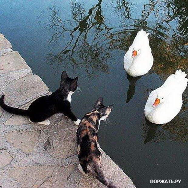 приколы про :)