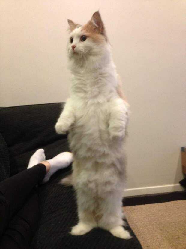 кот стоит