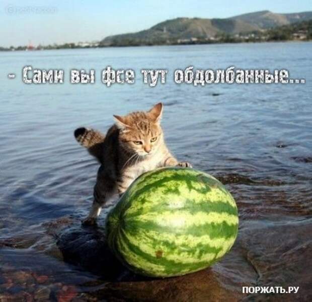 Смешное. новые приколы.