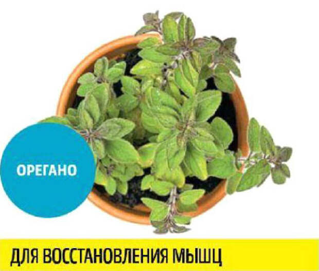 Какую зелень можно выращивать круглый год на подоконнике, чтобы быть здоровым