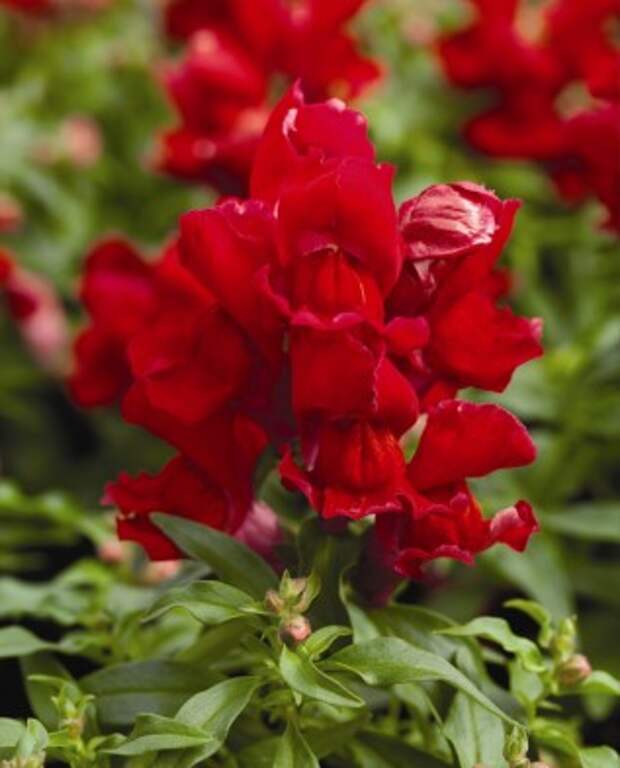 Scarlet