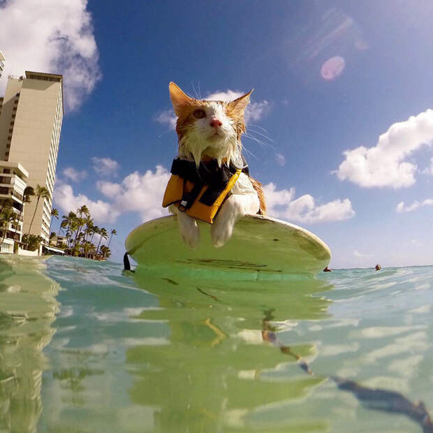 Перед тем, как кот научился уверенно держаться на доске и плавать, ему всегда одевали спасательный жилет.  гавайи, кот, серфинг