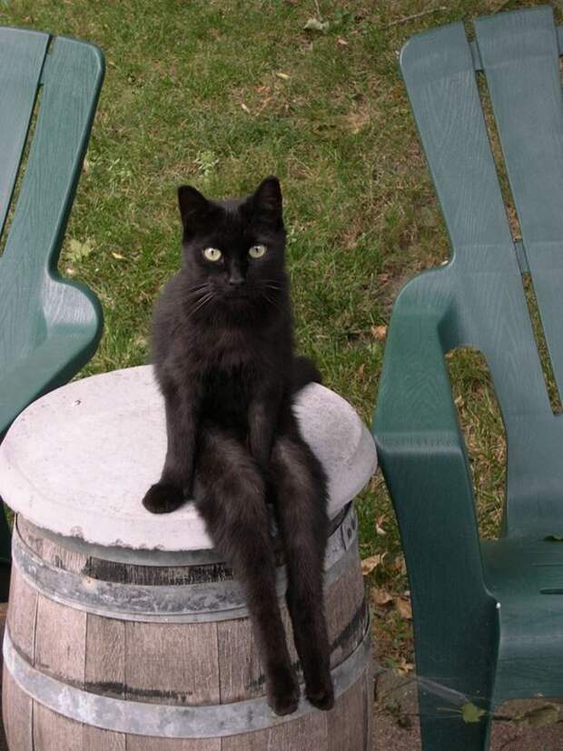 кошка сидит на бочке